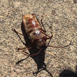 The Killers - Newport - Not a cockroach thank goodness. A beetle from the woods that the cats decided to bring home