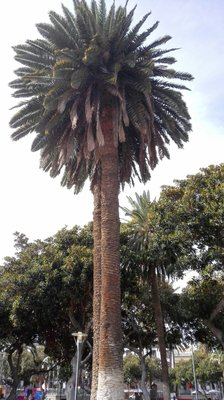 Parque San Telmo by null