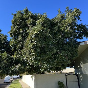 Wilmer’s Tree Service - Before - Tree Services Near Me Wilmer’s Tree Service - Before - Tree Services Near Me