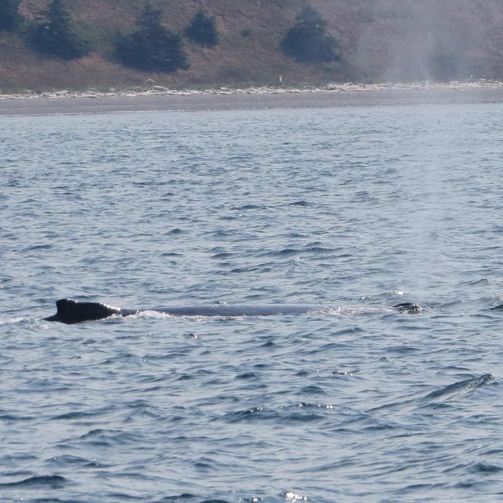 Humpback Whale