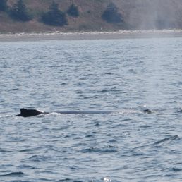 Humpback Whale