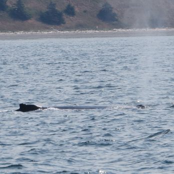 Puget Sound Express - Humpback Whale - Boat Charters Near Me - Port Townsend, Washington