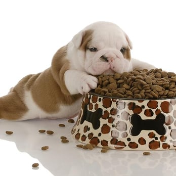 High Point K-9 Center - Nutritional Consultations - Pet Training Near Me - Middletown, New York High Point K-9 Center - Nutritional Consultations - Pet Training Near Me - Middletown, New York