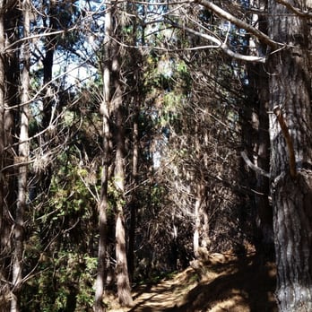 Salt Point State Park - Trail to the beach. - Parks Near Me - Jenner, California Salt Point State Park - Trail to the beach. - Parks Near Me - Jenner, California
