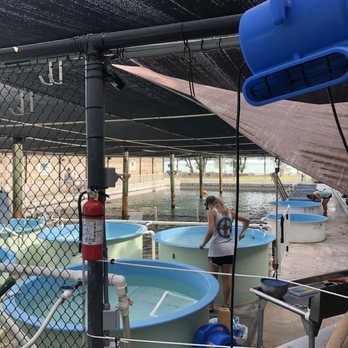 The Turtle Hospital - The enclosures they keep the rescued turtles in - Veterinarians Near Me - Marathon, Florida The Turtle Hospital - The enclosures they keep the rescued turtles in - Veterinarians Near Me - Marathon, Florida