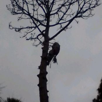 Tucker's Tree Service and Stump Grinding - Tree Services Near Me Tucker's Tree Service and Stump Grinding - Tree Services Near Me