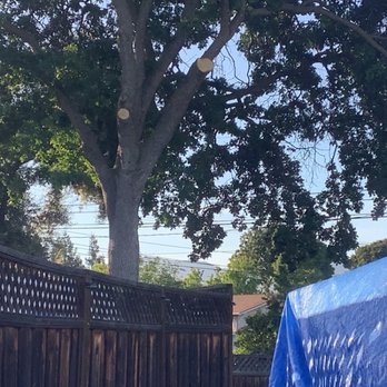 P & J Tree Services - Nice clean cuts. - Tree Services Near Me - Fairfield, California