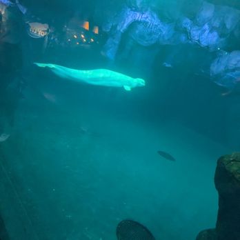 Shedd Aquarium - Aquariums Near Me - Chicago, Illinois Shedd Aquarium - Aquariums Near Me - Chicago, Illinois