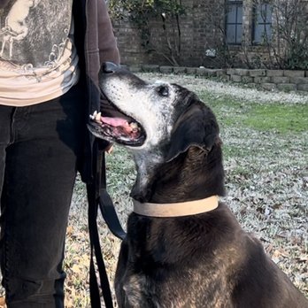 Focused K9 - Dogs focus on you - Pet Training Near Me