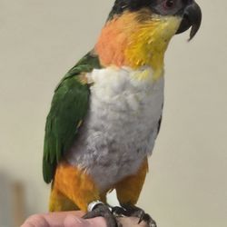 Gallery of Pets