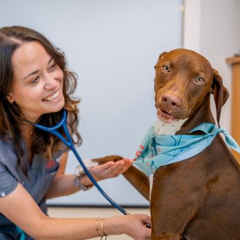 Sploot Veterinary Care - Oak Park / Forest Park - Veterinarians Near Me - Forest Park, Illinois Sploot Veterinary Care - Oak Park / Forest Park - Veterinarians Near Me - Forest Park, Illinois