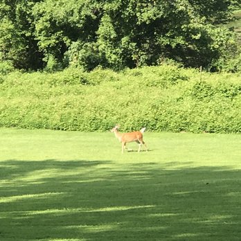 Fairville Inn - Local deer right in the meadow while on a walk. - Hotels Near Me - Chadds Ford, Pennsylvania