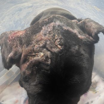 Ear Trim - Veterinarians Near Me - Spring, Texas Ear Trim - Veterinarians Near Me - Spring, Texas