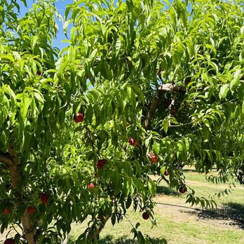 Canciamilla Ranch - Nectarines and peaches! - Fruits & Veggies Near Me - Brentwood, California Canciamilla Ranch - Nectarines and peaches! - Fruits & Veggies Near Me - Brentwood, California