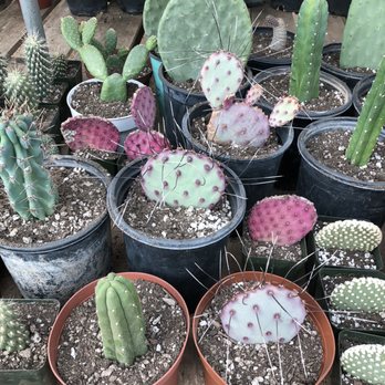 Cactus Mart - Nurseries & Gardening Near Me - Morongo Valley, California