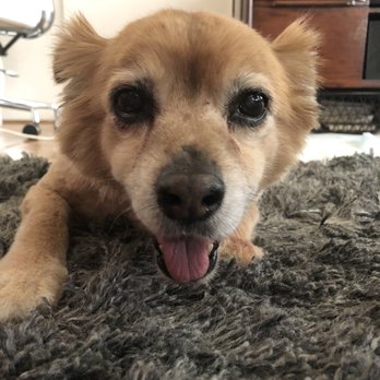 Groomit for Pets - Pet Groomers Near Me