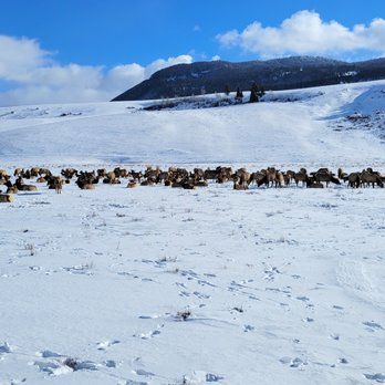National Elk Refuge Sleigh Rides - Parks Near Me - Jackson, Wyoming National Elk Refuge Sleigh Rides - Parks Near Me - Jackson, Wyoming