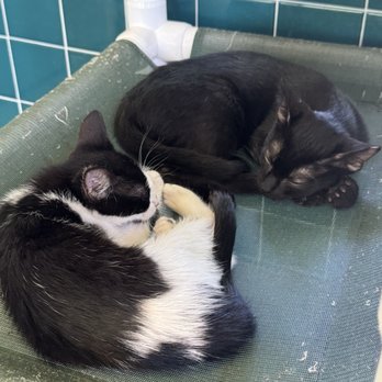 Hawaiian Humane Society - Animal Shelters Near Me - Honolulu, Hawaii Hawaiian Humane Society - Animal Shelters Near Me - Honolulu, Hawaii