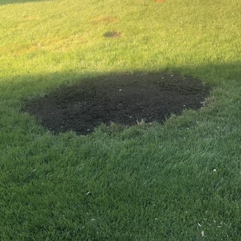 Painless Stump Grinding - I had filled in the area with black dirt and there was minimal clean up outside the work area. It was one bed load of debris. - Tree Services Near Me
