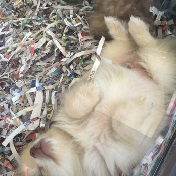 Animal City Pet Center - One of the pomerian pups dozing off. - Pet Stores Near Me - Murfreesboro, Tennessee