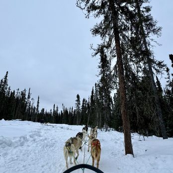 Black Spruce Dog Sledding - Sledding Near Me - Fairbanks, Alaska