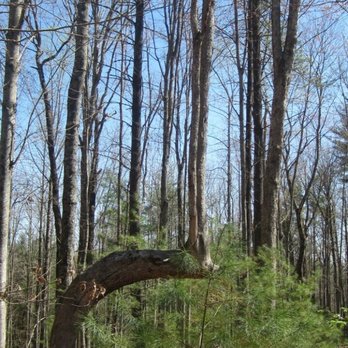 Red River Gorge - One of my favorite trees at the gorge - Hiking Near Me - Stanton, Kentucky