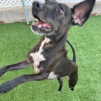Wagging Tails Pet Resort - Dog - Pet Sitting Near Me - Tempe, Arizona Wagging Tails Pet Resort - Dog - Pet Sitting Near Me - Tempe, Arizona