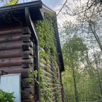 Cabins For You - Kudzu growing up the side of cabin - Vacation Rentals Near Me - Gatlinburg, Tennessee Cabins For You - Kudzu growing up the side of cabin - Vacation Rentals Near Me - Gatlinburg, Tennessee