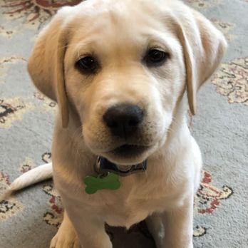Animal Internal Medicine Consultants - Veterinarians Near Me - Aptos, California Animal Internal Medicine Consultants - Veterinarians Near Me - Aptos, California