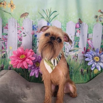 All Dogs Grooming Honolulu - Pet Groomers Near Me - Honolulu, Hawaii