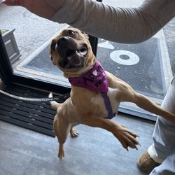 The Hotel For Homeless Dogs