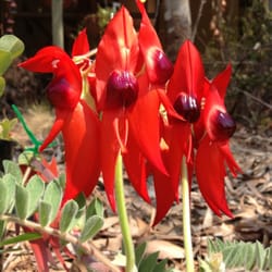 Paperbark Cafe - Sturt's Desert Pea