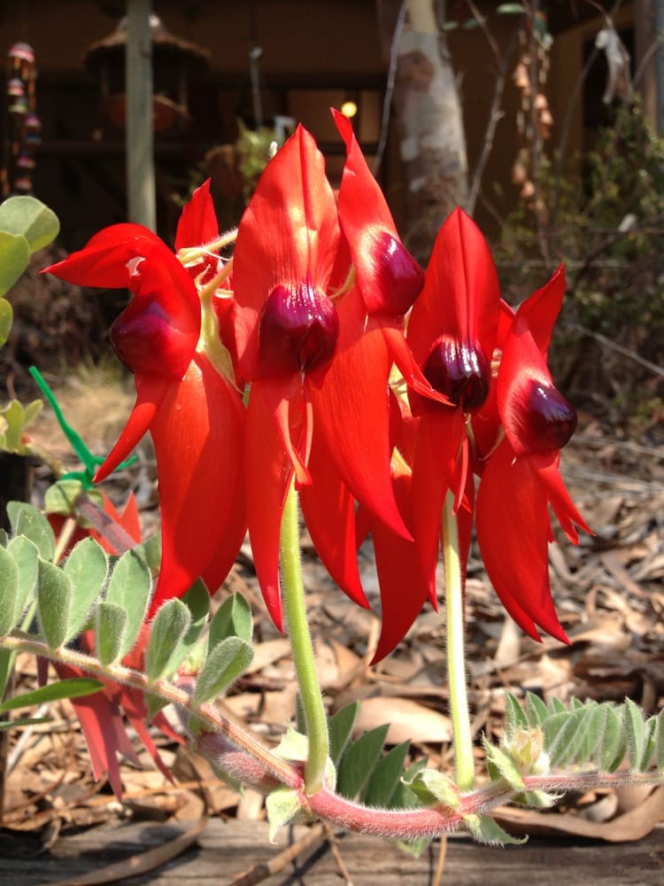 PAPERBARK CAFE 118 York Rd, Mount Evelyn Victoria, Australia Coffee