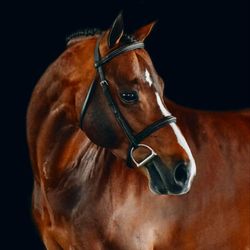 Hidden Ridge International - Stallion & breeding services available