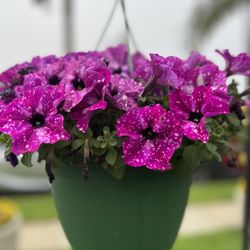 International Plant Growers