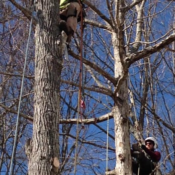 Monster Tree Service - Tree Services Near Me - Cary, North Carolina