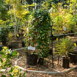 Paradise Gardens