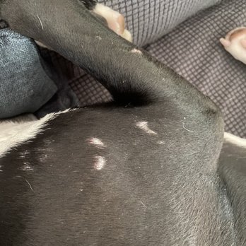The Polished Pup - More scabs. - Pet Training Near Me The Polished Pup - More scabs. - Pet Training Near Me