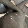 Photo of The Polished Pup