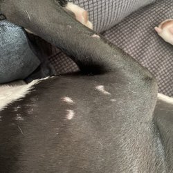 The Polished Pup - More scabs.
