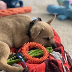 Zoom Room Dog Training - Leo (9 weeks old) had his first puppy class today and he is worn out. Great training! Always a good experience! Thank you JJ and Luisa.