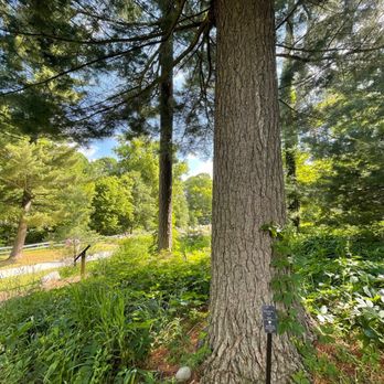 Nichols Arboretum - Blue's Tree in Nichols Arboretum - Parks Near Me - Ann Arbor, Michigan Nichols Arboretum - Blue's Tree in Nichols Arboretum - Parks Near Me - Ann Arbor, Michigan