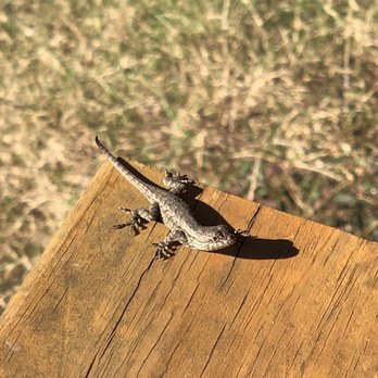Pinson Mounds State Archaeological Park - Cute lil guy - Hiking Near Me - Pinson, Tennessee Pinson Mounds State Archaeological Park - Cute lil guy - Hiking Near Me - Pinson, Tennessee