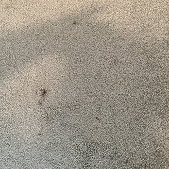 California Premier Restoration - Mold exposed on carpet - Damage Restoration Near Me - Monterey, California California Premier Restoration - Mold exposed on carpet - Damage Restoration Near Me - Monterey, California