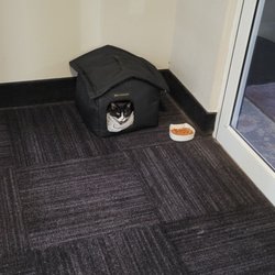 La Quinta by Wyndham Walker - Denham Springs - Hotel pet kitty in her little house!!
