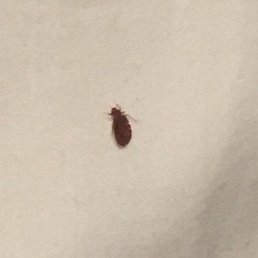 Super Disgusting (8/19/16 room 317 Hershey, PA locations ) This a pic of a Live Bed Bug Super Disgusting (8/19/16 room 317 Hershey, PA locations ) This a pic of a Live Bed Bug
