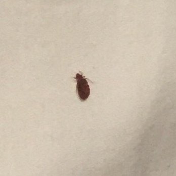 Super 8 by Wyndham Hershey - Super Disgusting (8/19/16 room 317 Hershey, PA locations ) This a pic of a Live Bed Bug - Hotels Near Me - Hershey, Pennsylvania Super 8 by Wyndham Hershey - Super Disgusting (8/19/16 room 317 Hershey, PA locations ) This a pic of a Live Bed Bug - Hotels Near Me - Hershey, Pennsylvania