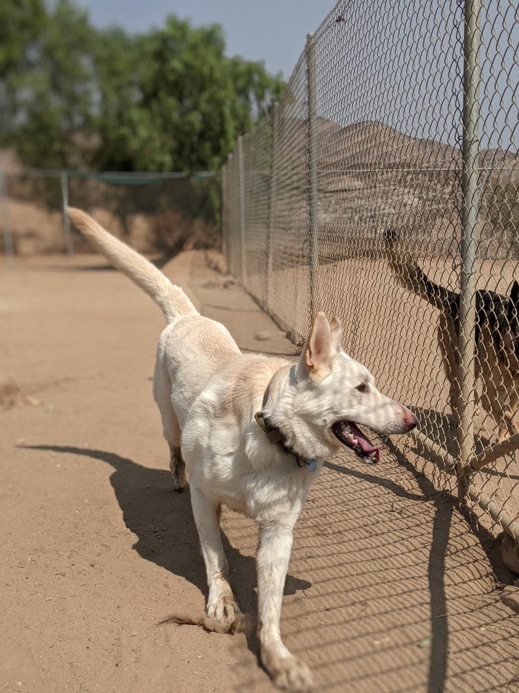 BOUQUET CANYON KENNELS 66 Photos & 126 Reviews Pet Boarding 29973