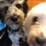 Photo of DeLuca's Canine Country Club