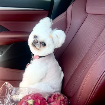 Heaven Sent Auto Mobile Detailing - Even my dog's face is just in awe! - Auto Detailing Near Me - kapolei, Hawaii Heaven Sent Auto Mobile Detailing - Even my dog's face is just in awe! - Auto Detailing Near Me - kapolei, Hawaii